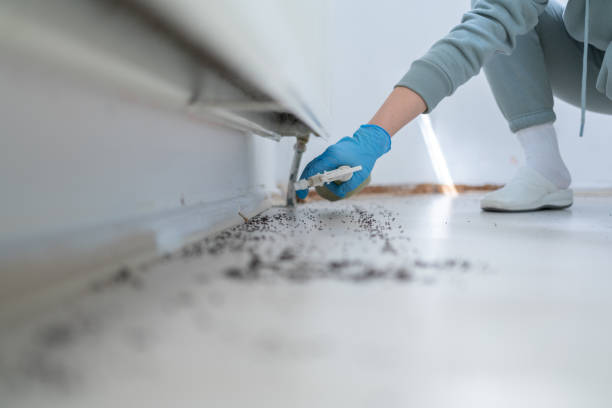 Flea Control Services in Winnetka, IL